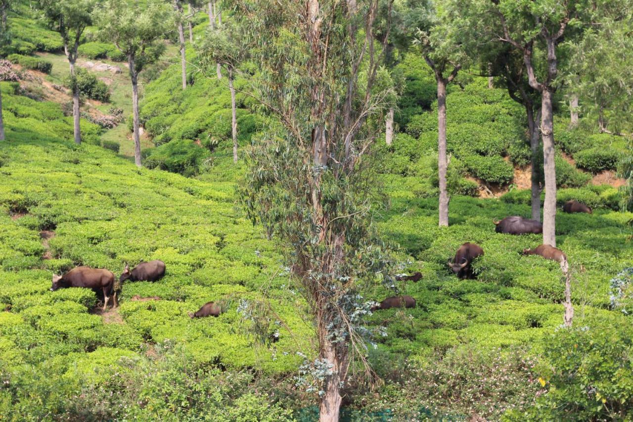 Rustling River Resort Ooty Eksteriør billede